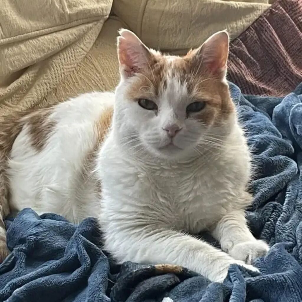 beautiful cat sitting on children
