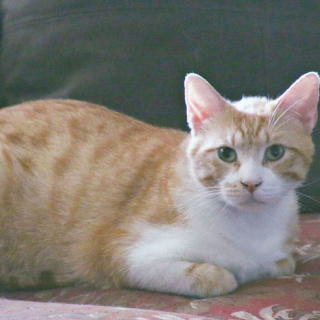 beautiful cat with bent front paws