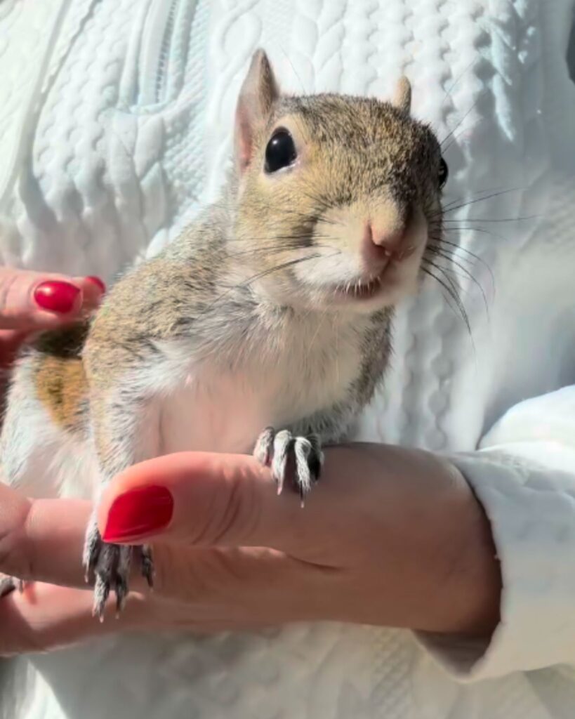 beautiful rabbit on a woman's hand
