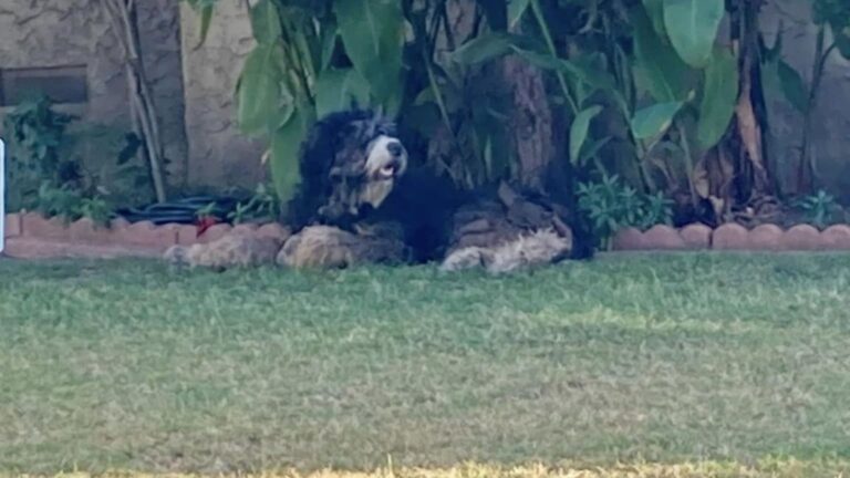 Dog Left Terrified On LA Street After Cruel Owner Throws Him From Moving Car