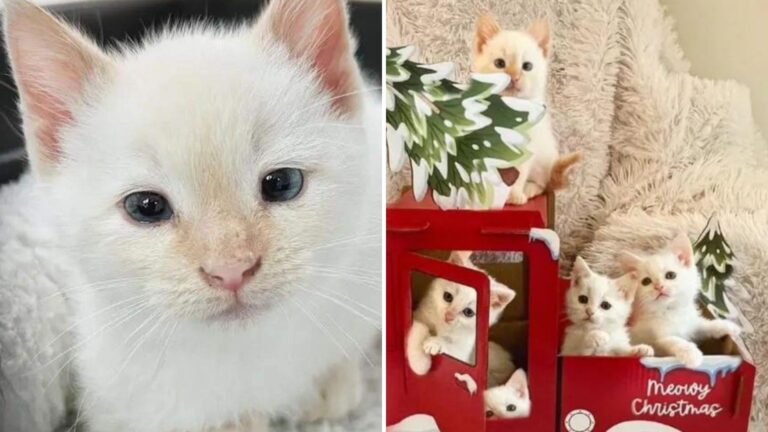 Tiny Kitten Found Alone In Old Car In North Carolina Gets His Holiday Miracle