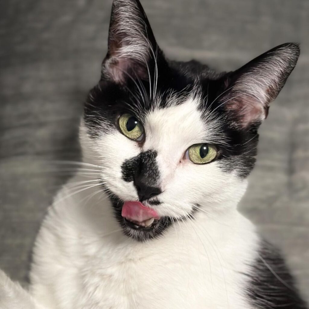 black and white cat licking itself