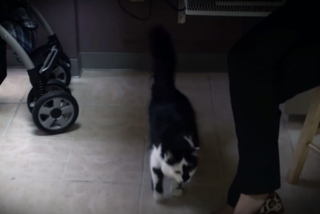 black and white cat on tiles