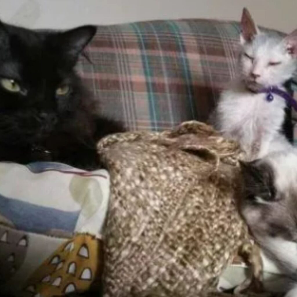 black and white cat sitting