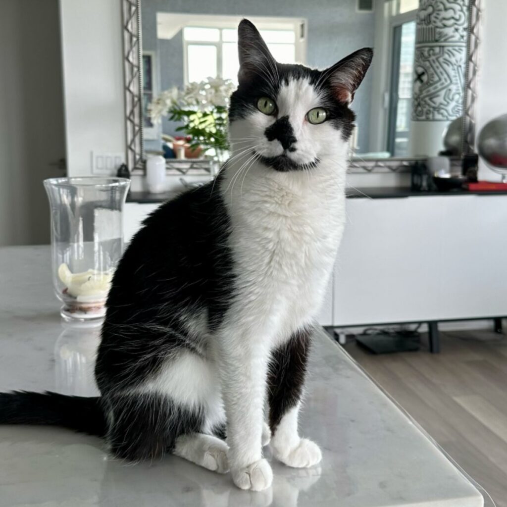 black and white cat sitting on the table