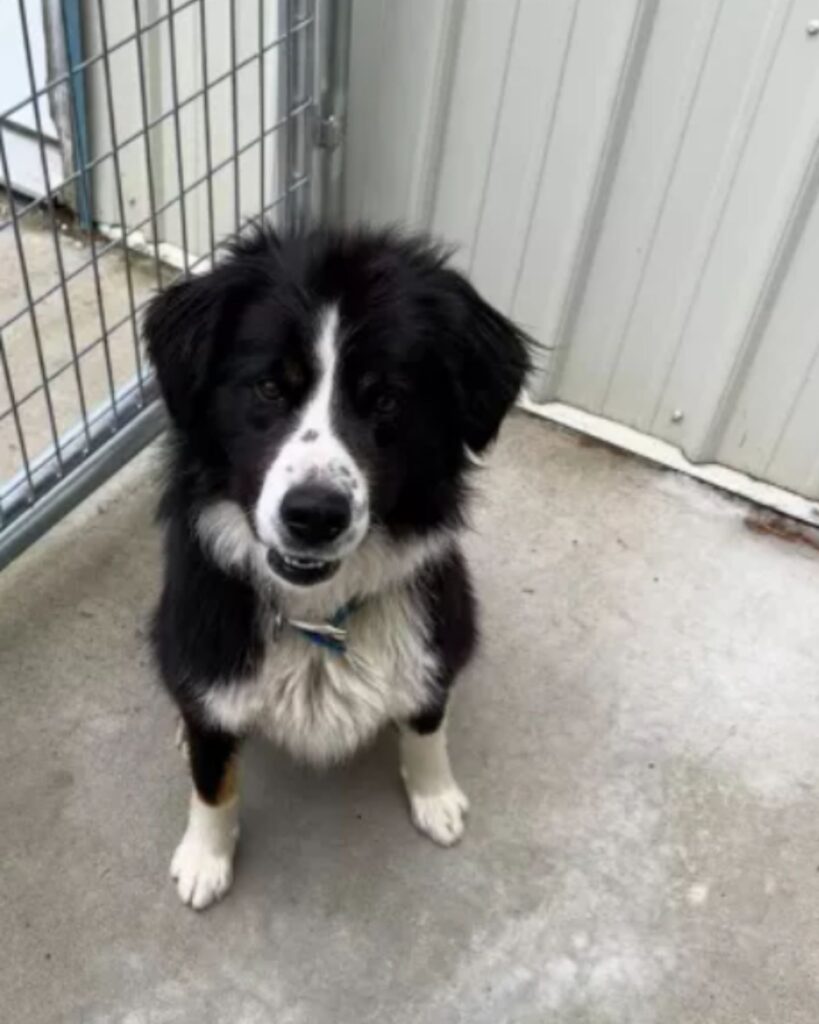 black and white dog sitting