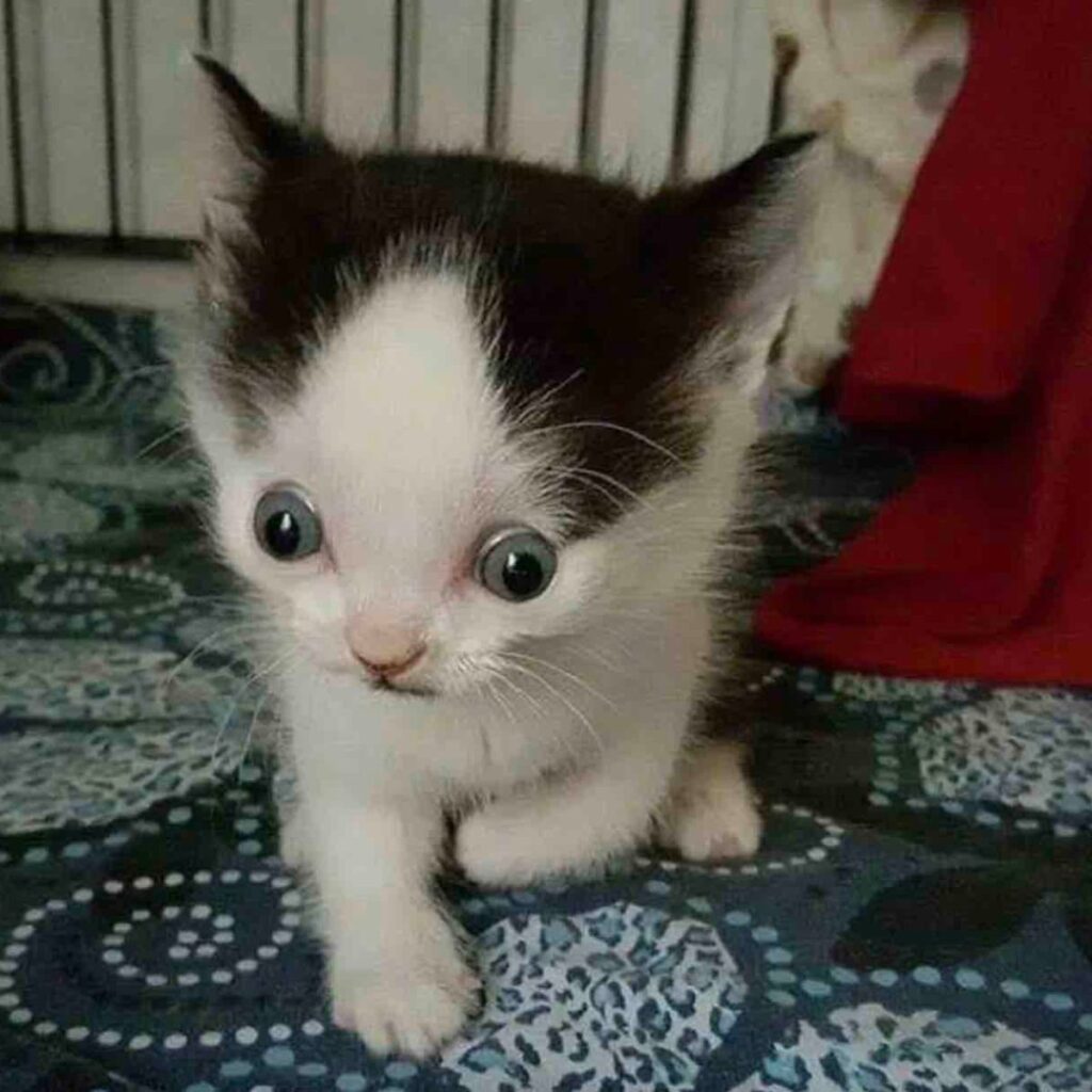 black and white kitten with big eyes