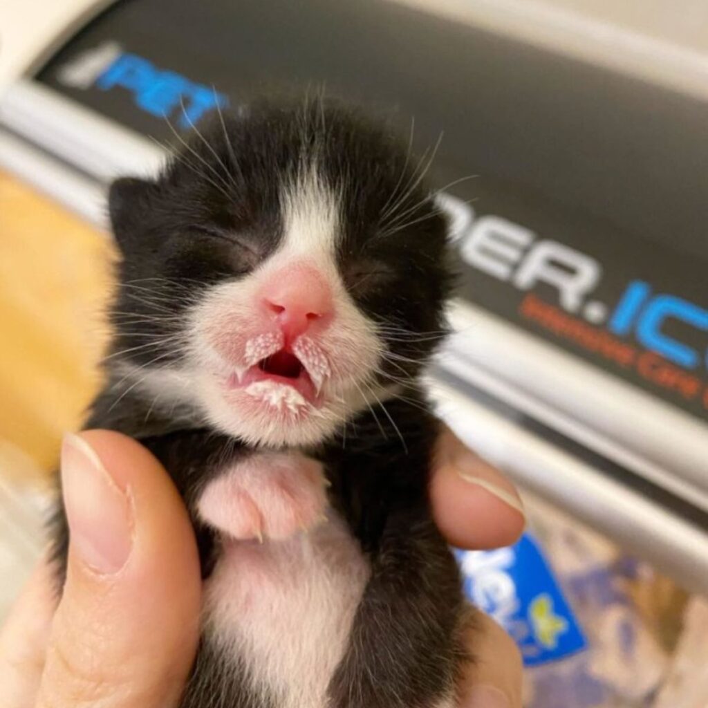 black and white kitten with closed eyes