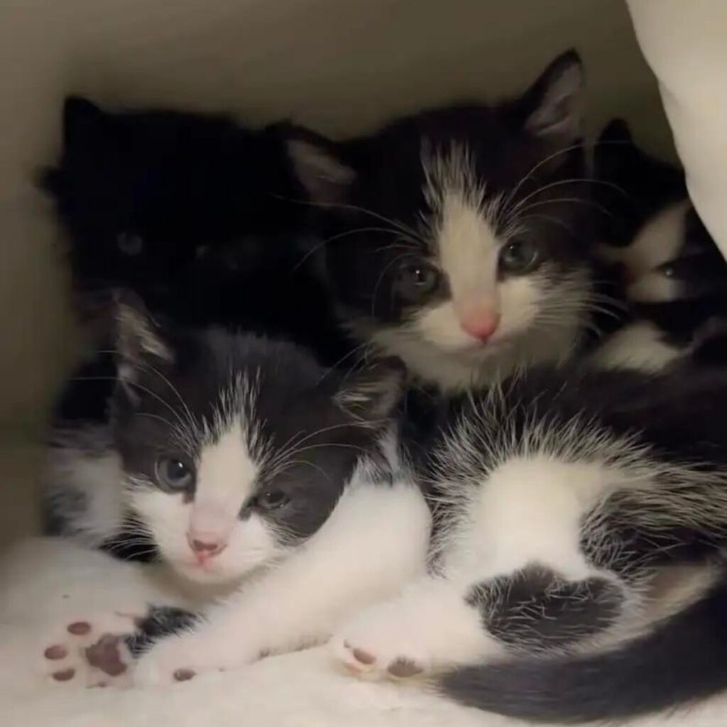 black and white kittens in a cardboard box
