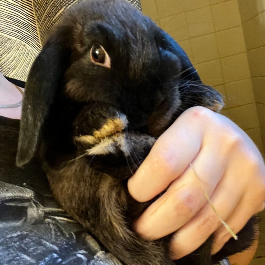 black bunny in a man's hand