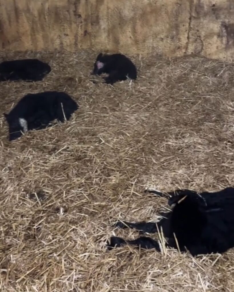 black calves