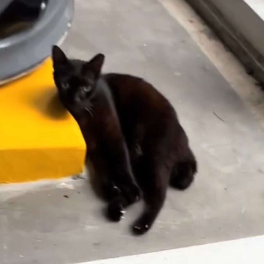 black cat leaning on yellow pavement
