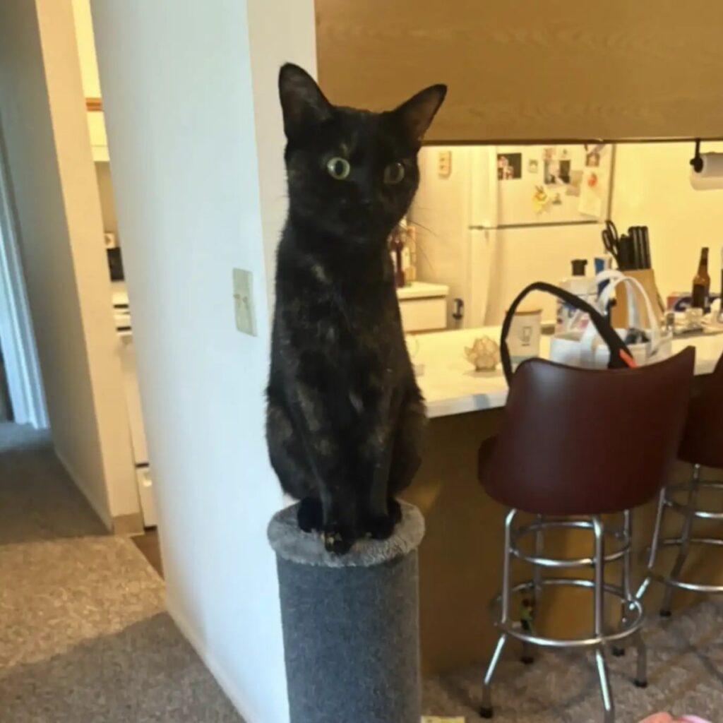 black cat sitting on a scratching post
