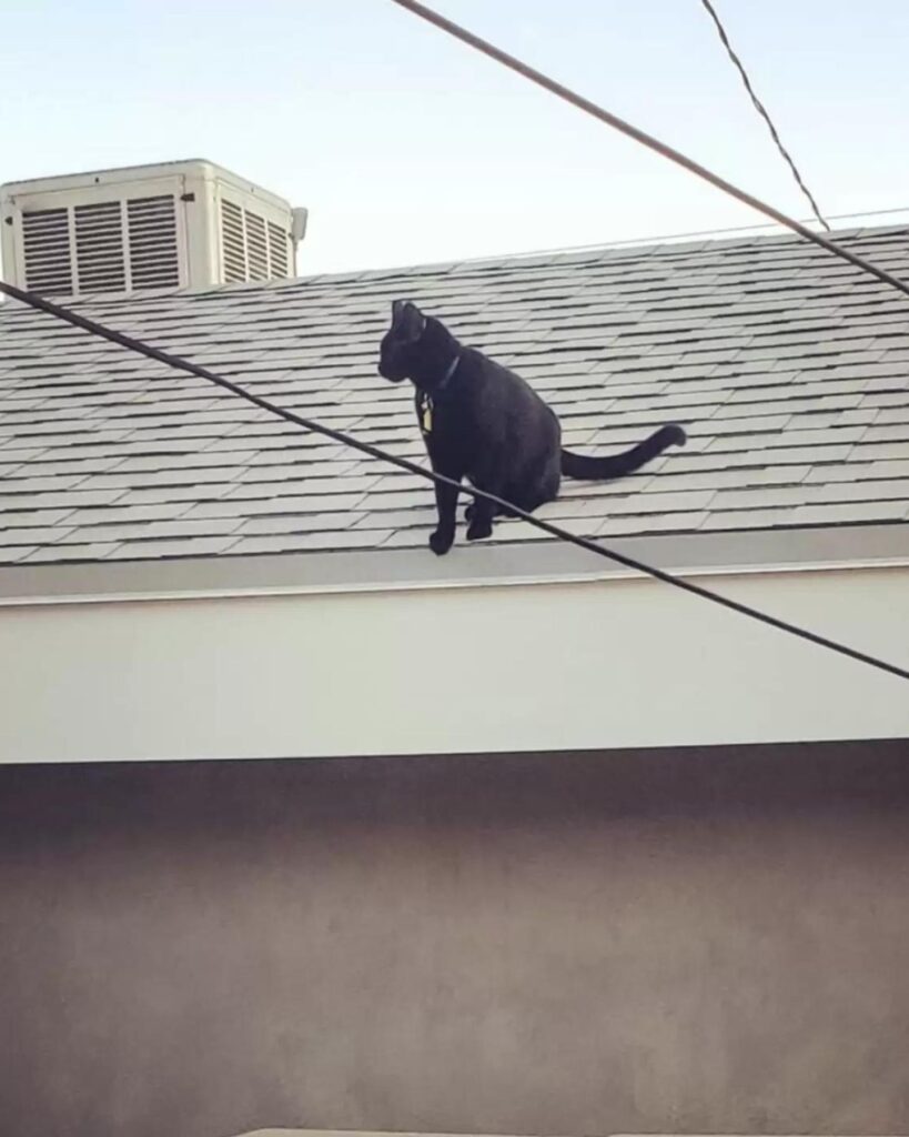black cat sitting on the roof