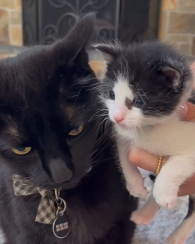 black cat with kitten