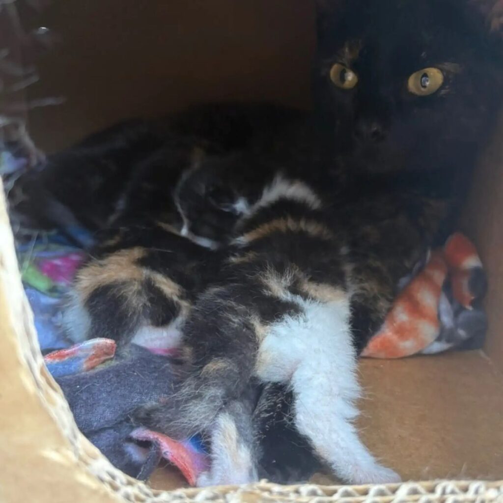 black cat with kittens
