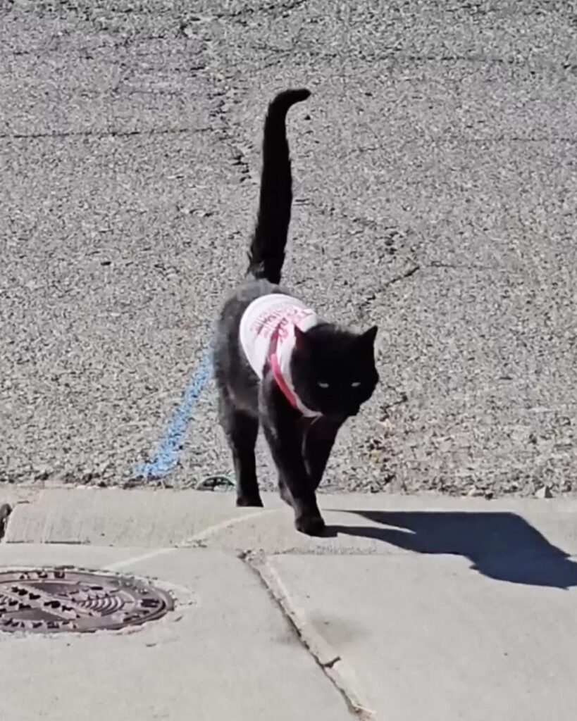 black cat with tail raised