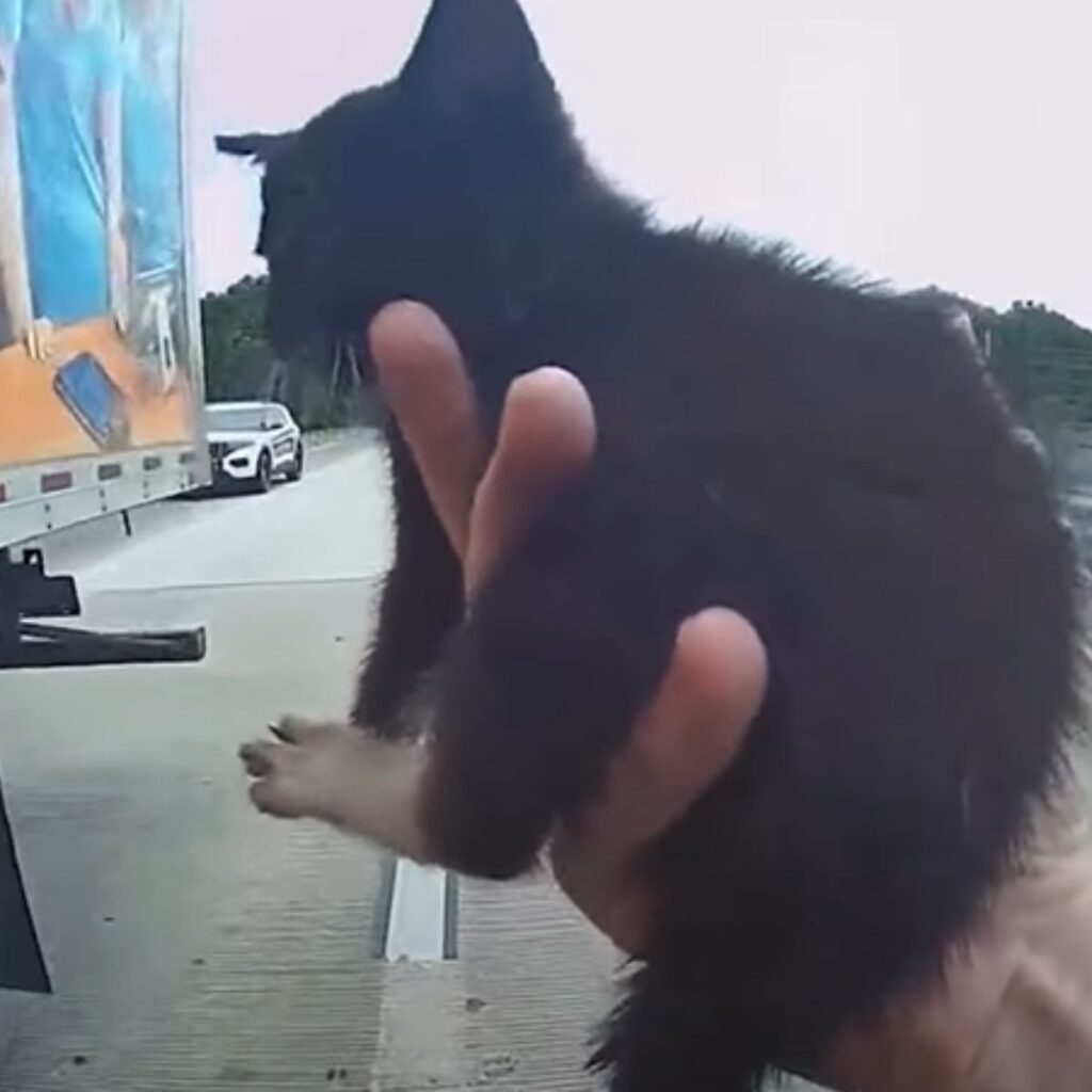 black kitten in a man's hand