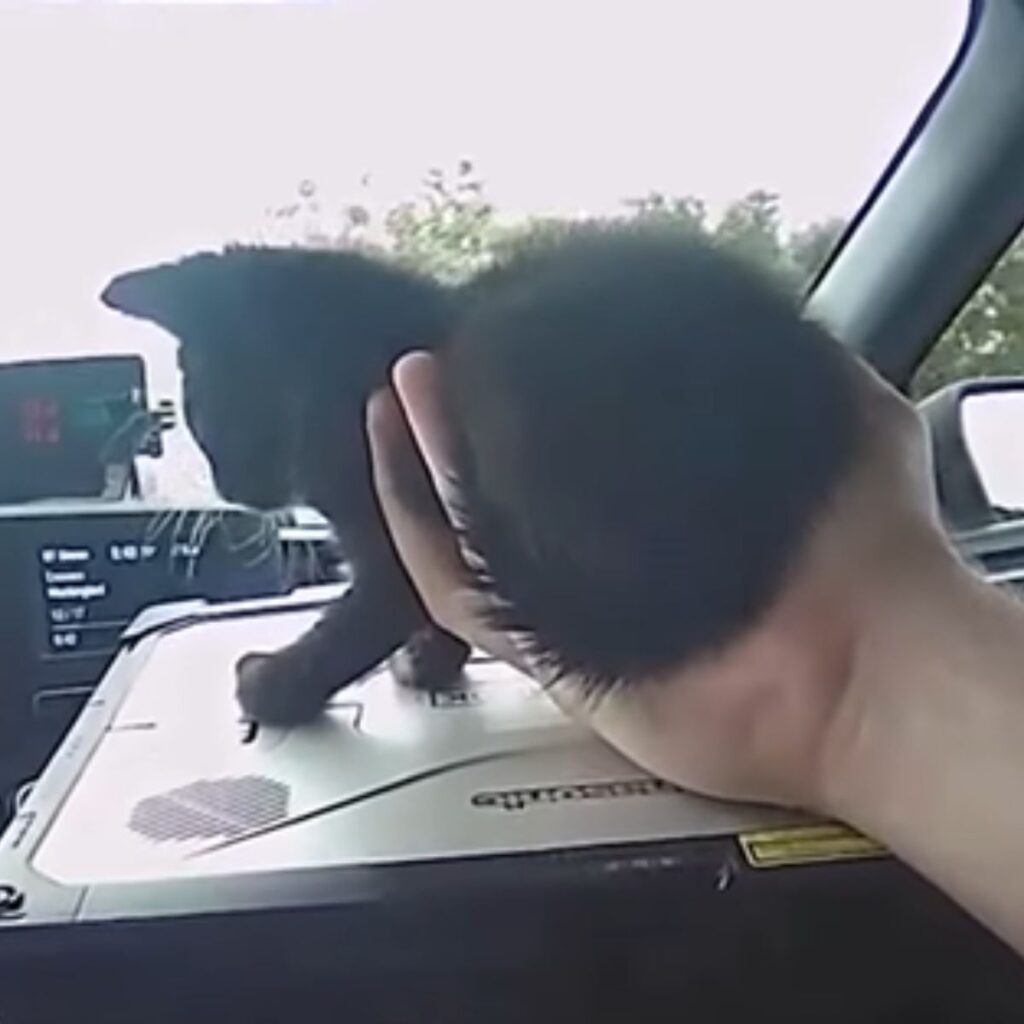 black kitten in the car