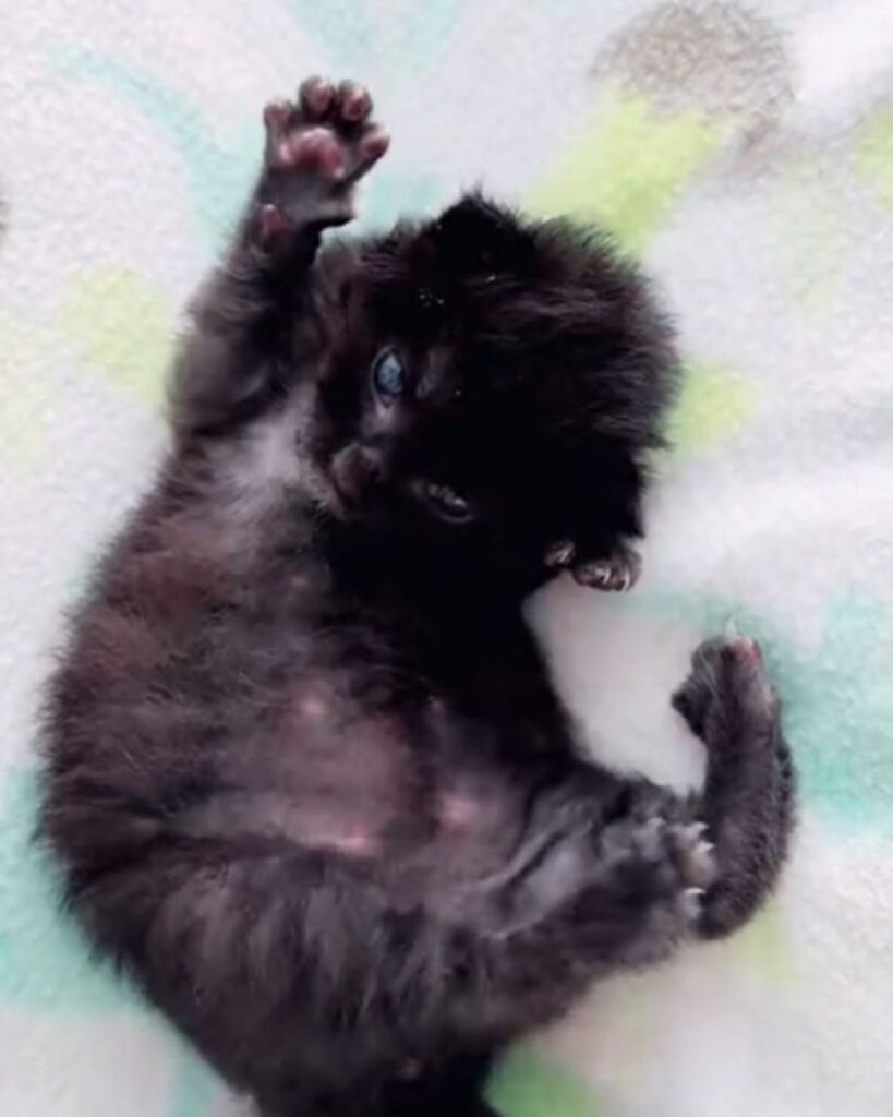 black kitten lying on its back