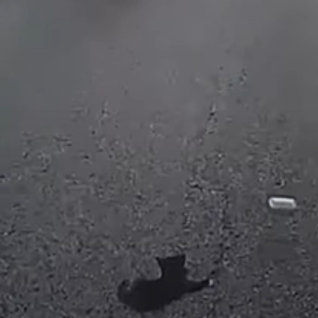 black kitten on the road