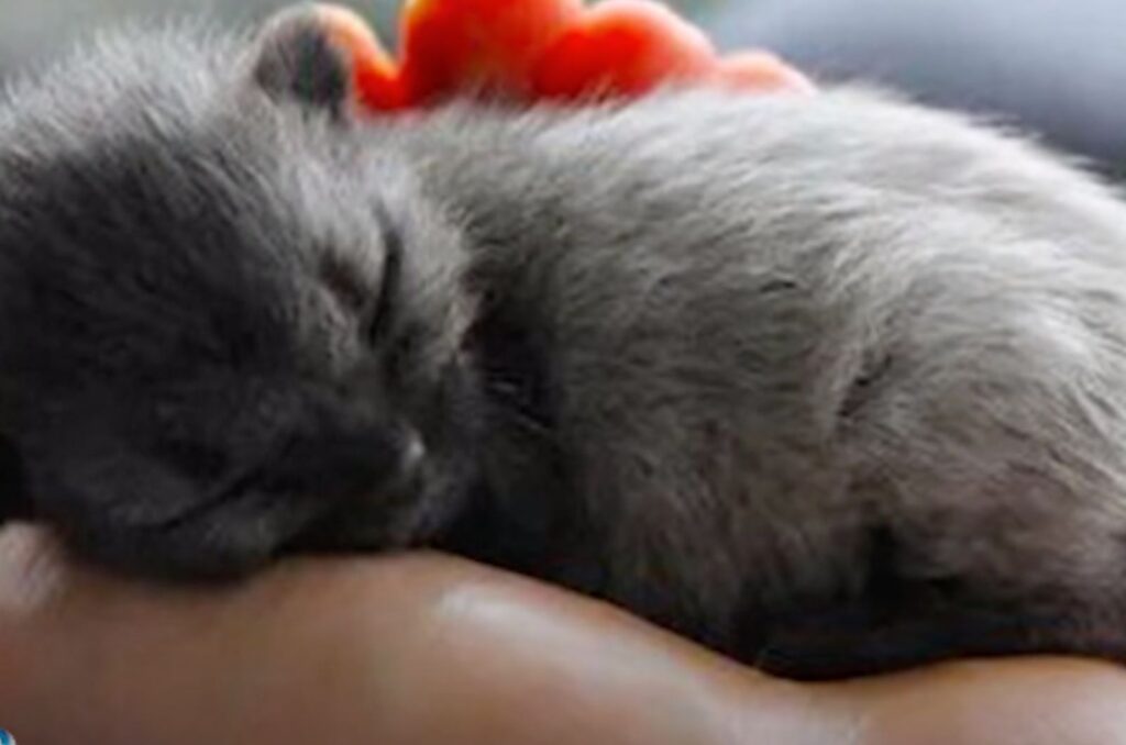black kitten sleeping in the palm of a hand