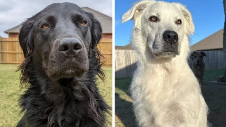Black Labrador In Oklahoma Turns Completely White, We Couldn’t Believe It Was The Same Dog