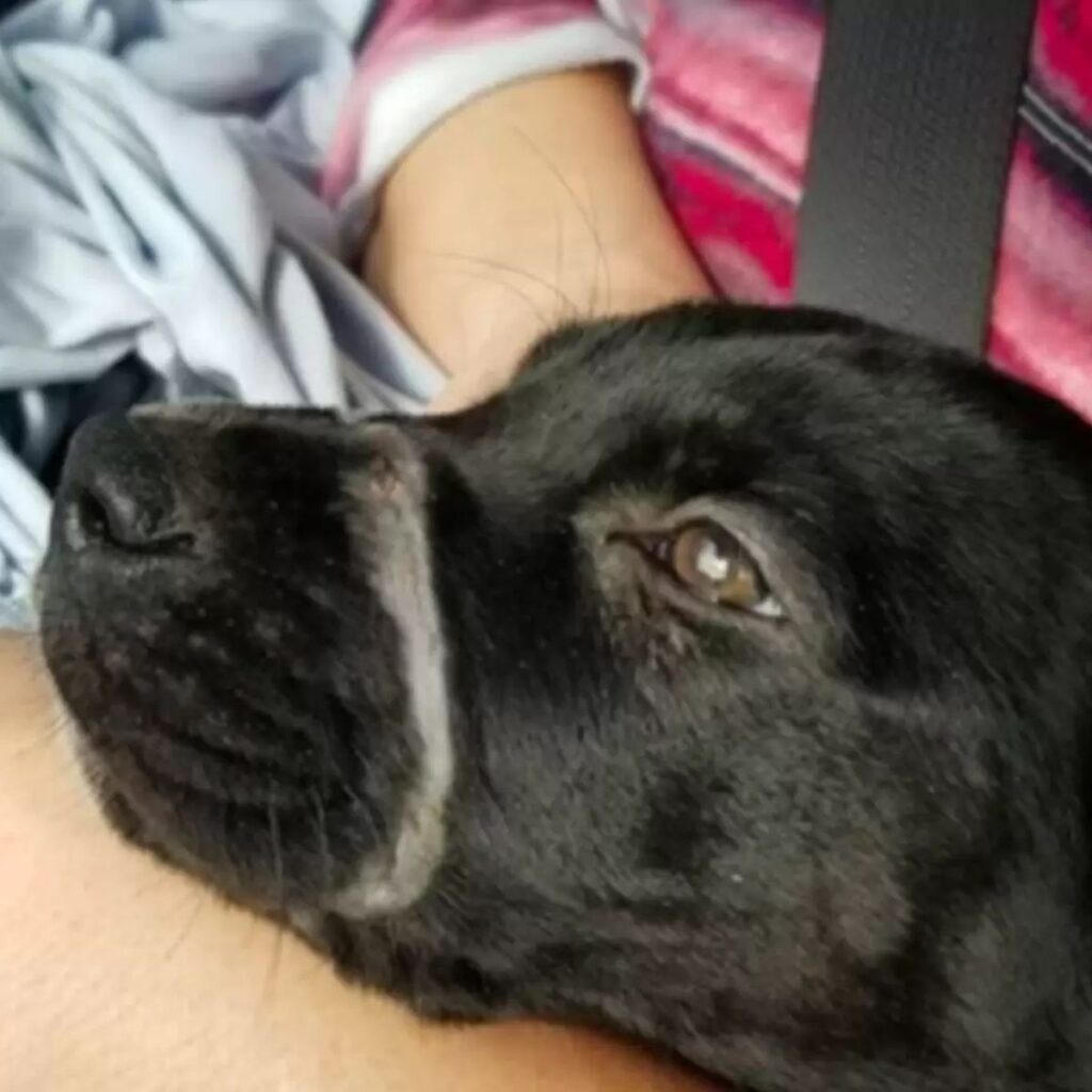 black sad dog with hair removed around its muzzle