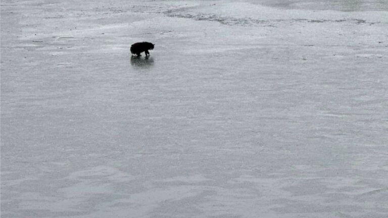 Blind Cat Ends Up Floating On Massachusetts Lake, Then Ice Beneath It Starts To Break