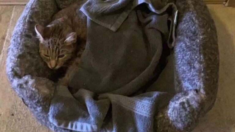 Cat Found Outside Texas Apartment Complex With Odd Note But The Real Surprise Is Yet To Come