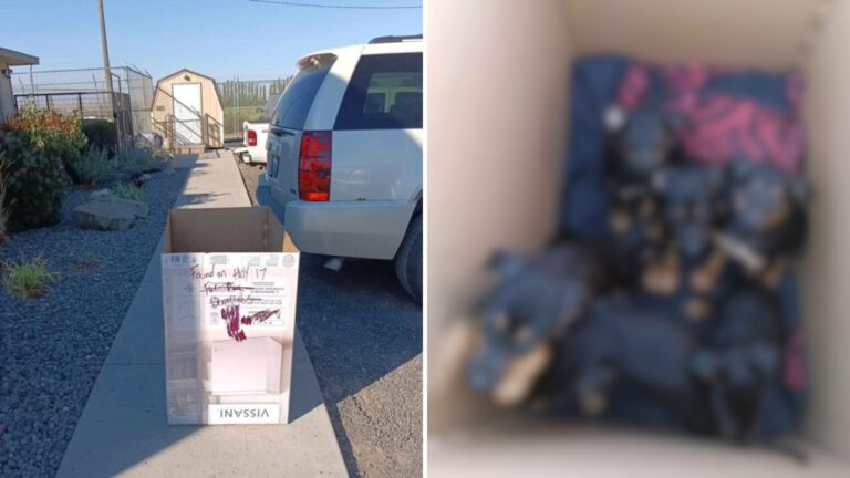 Box Found On Sidewalk In Washington Brings Rescuers To Tears When They See What’s Inside