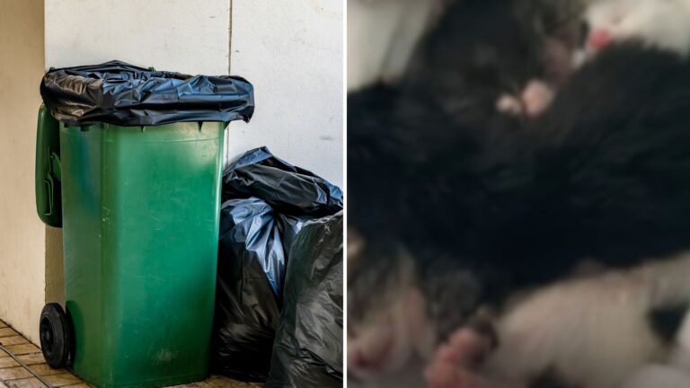 Boys Respond To Strange Sounds From Trash Bin In NYC That Lead Them To A Shocking Discovery
