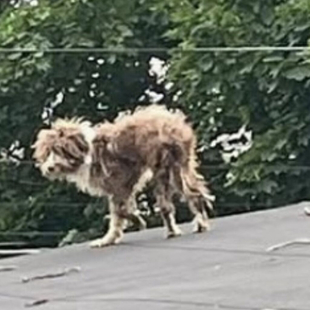 brown and white dog on the roof
