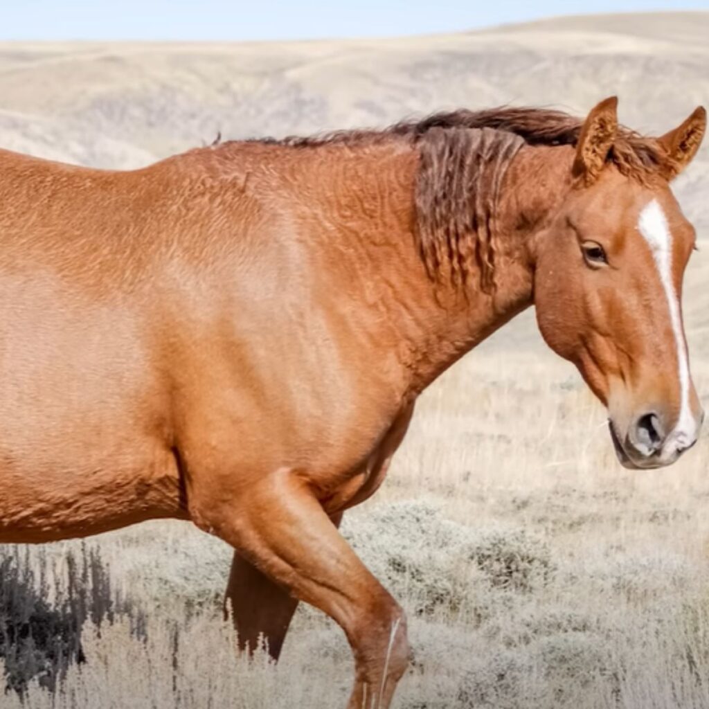 brown horse in the field
