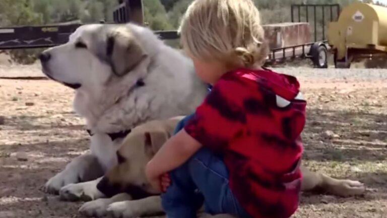 Hero Dog Saves Toddler After He Wanders Alone Into Arizona Wilderness