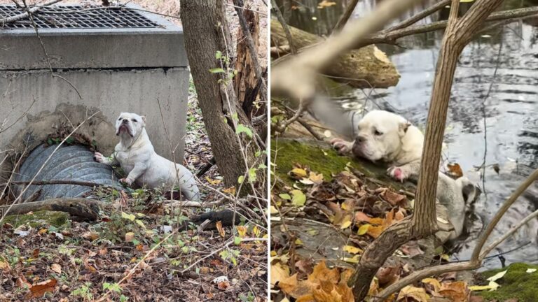 Little Bulldog Falls Into Icy Creek In Pennsylvania, Paddling Desperately To Stay Afloat