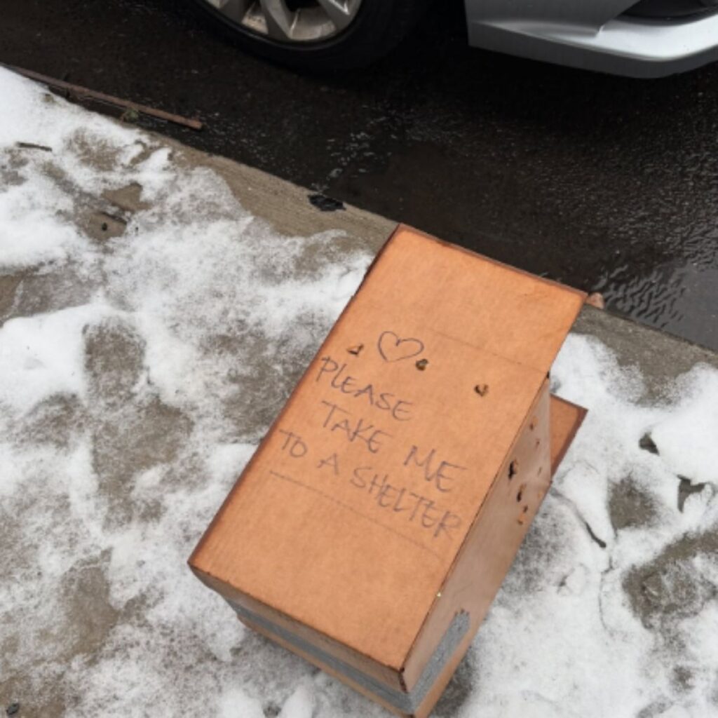 cardboard box in the snow