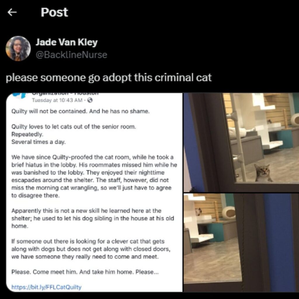 cat adoption invitation