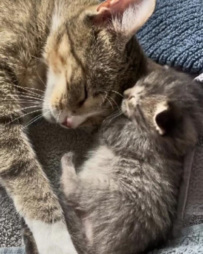 cat and kitten sleeping next to each other
