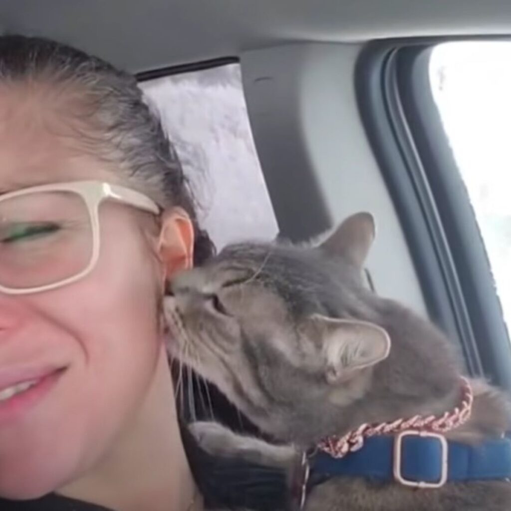 cat bites woman on the face