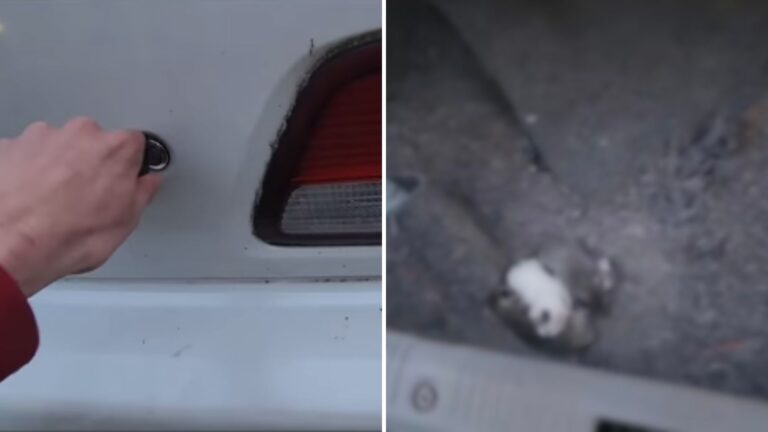 NY School Worker Checks His Trunk For A Stray Cat And Finds A Stunning Surprise Instead