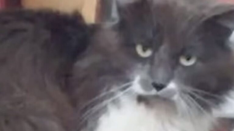 Sick Cat Found In Indiana Neighborhood With Warning Not To Touch Him: ‘He’s Here For Reason’