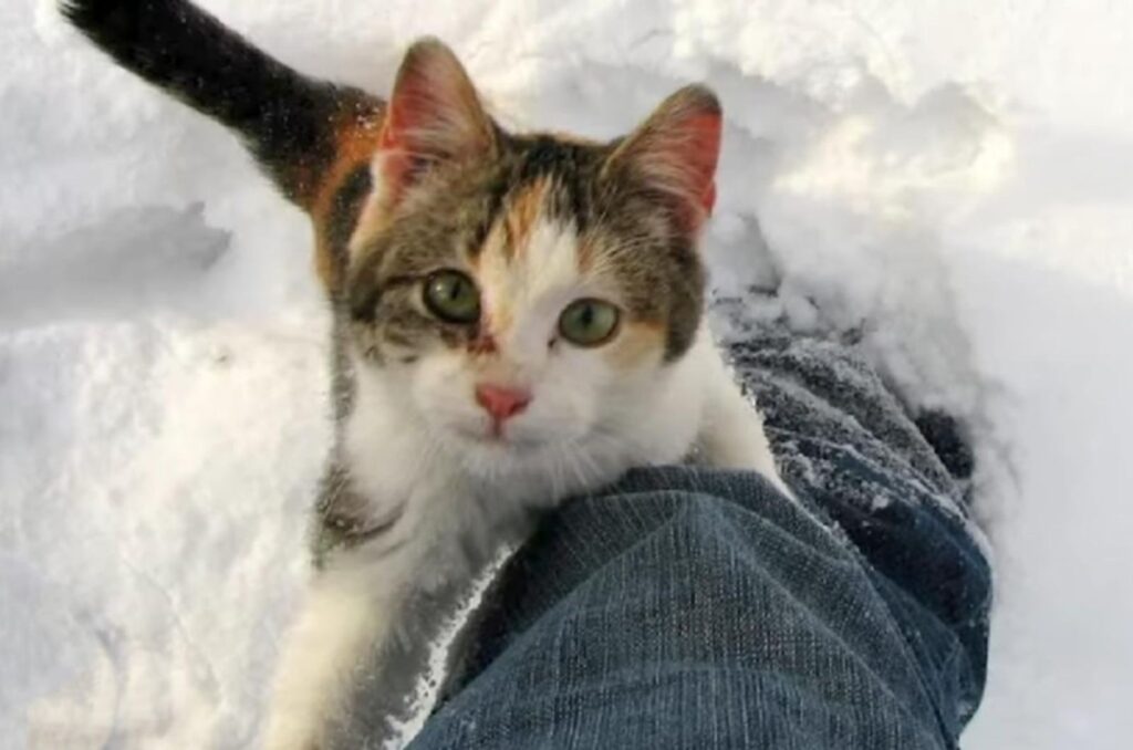 cat in the snow
