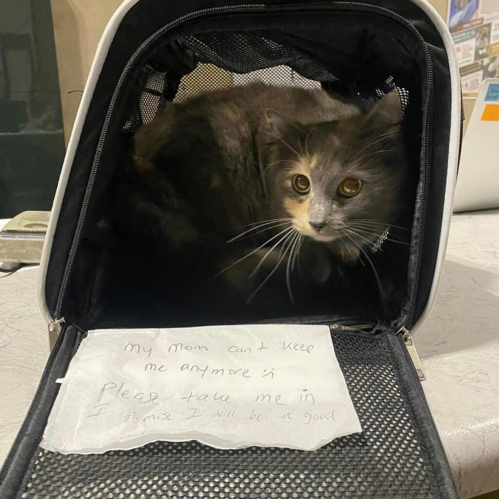 cat left in a cage with a message