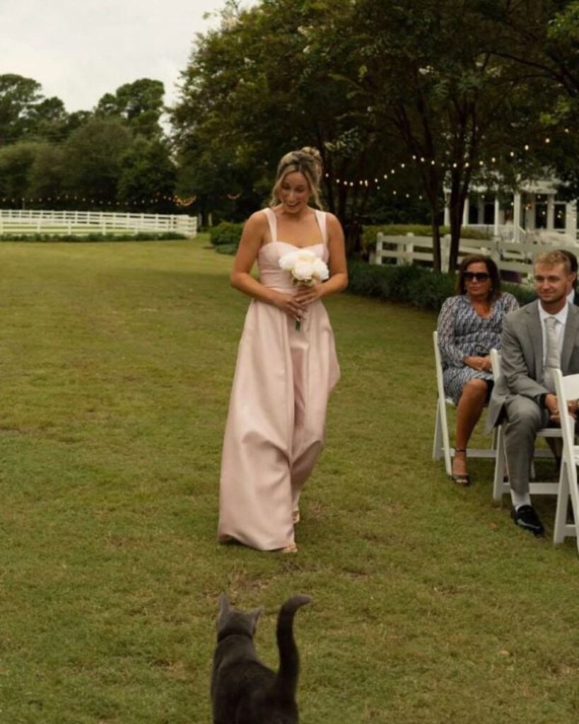 cat looks at girl in dress