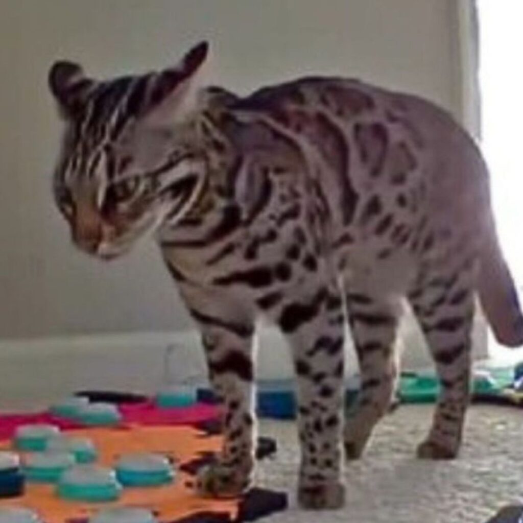 cat looks at voice buttons