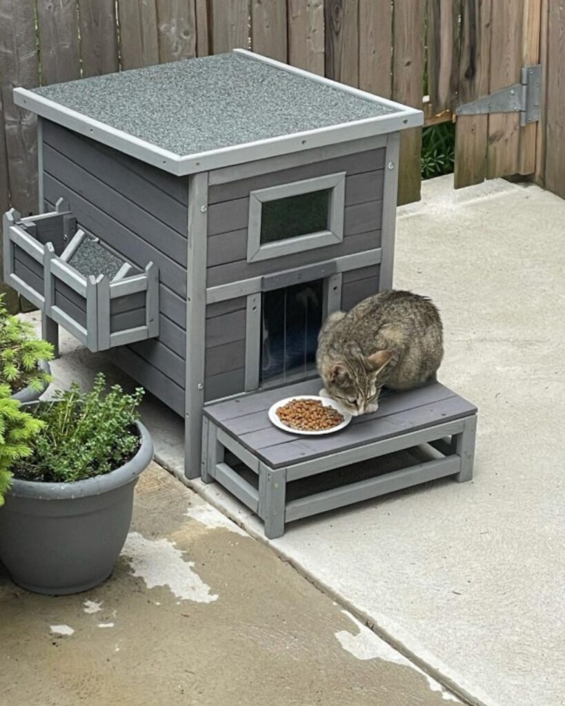 cat next to food bowl