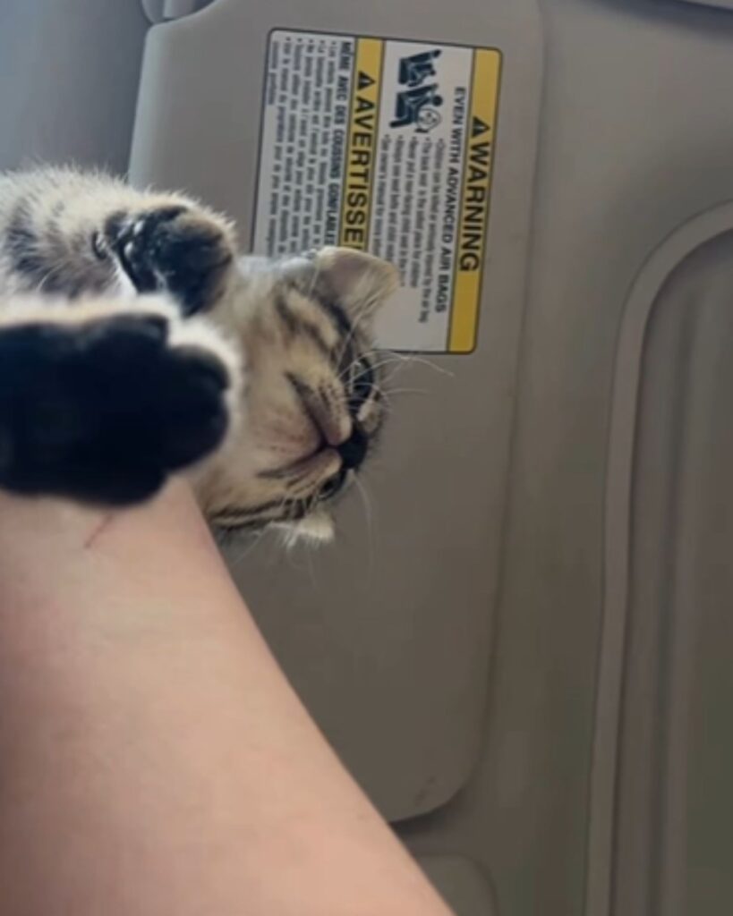 cat on a man's hand