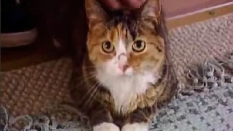 Brave Cat Faces Four Pit Bulls To Save Her 97-Year-Old Owner From Brutal Attack In Michigan