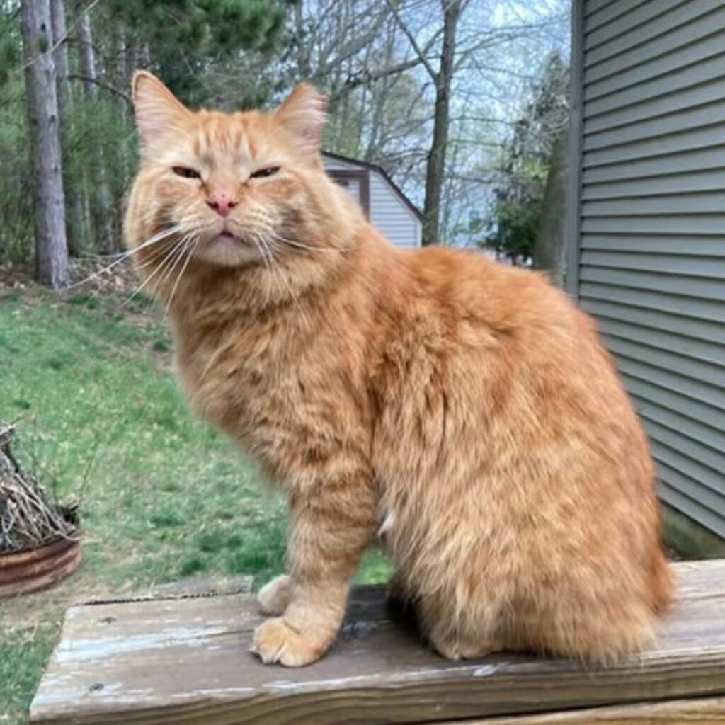 cat sitting on a wooden surface